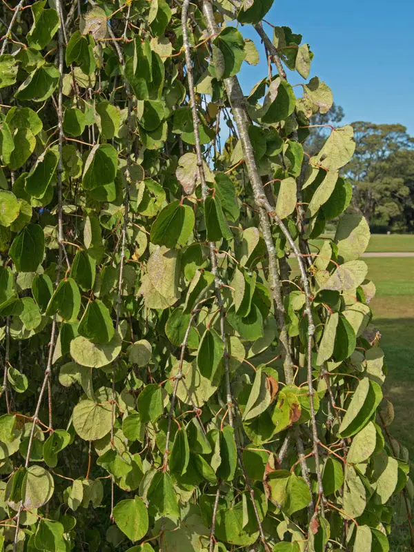 Cercidiphyllum japonicum 'Pendulum', Hängender Katsurabaum - Hochstamm - XXL-Produkt Cercidiphyllum japonicum 'Pendulum', Hängender Katsurabaum - Hochstamm - XXL-Produkt