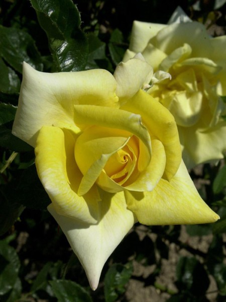 Rose Berolina ® - Kordes Rose Berolina ® - Kordes