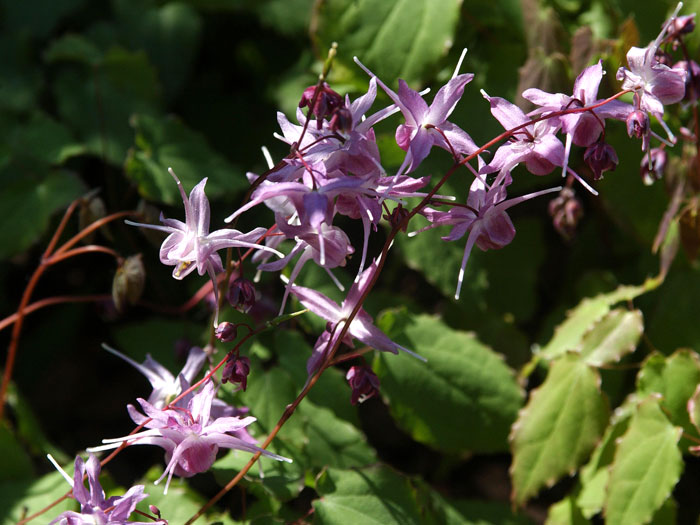 epimedium-lilafee Blütenstand der Elfenblume 'Lilafee'