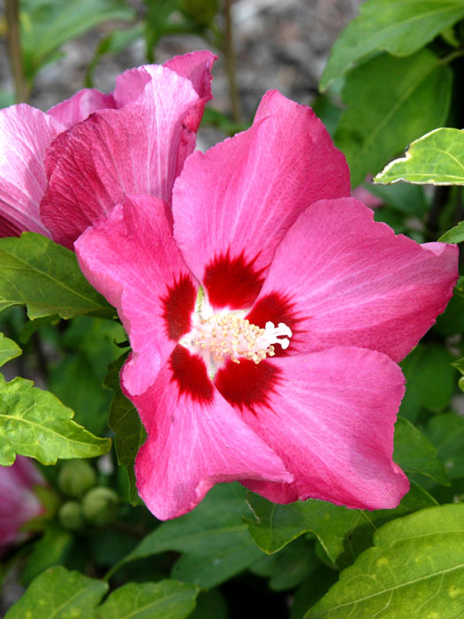 hibiskus-woodbridge Garteneibisch Woodbridge