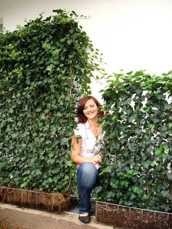 Efeu-Heckenelement 'Woerneri' in verschiedenen Größen