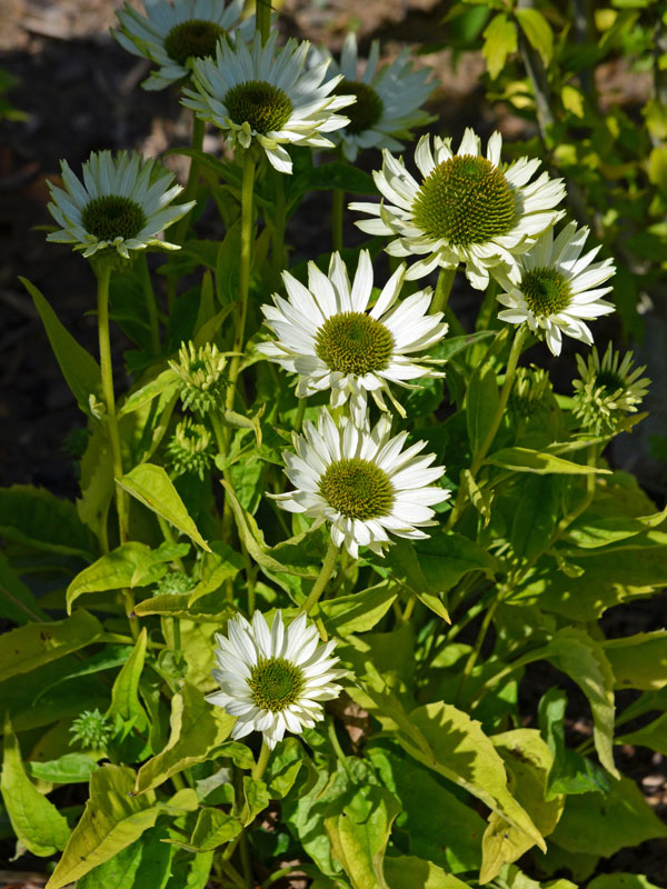 Weisser Scheinsonnenhut Jade