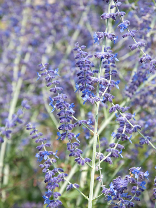blauraute Blauraute Blüte