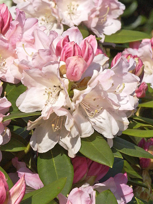 Aufgehende Knospen eines Rhododendron Dreamland