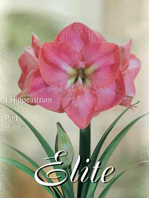 hippeastrum_rosa_76886_0