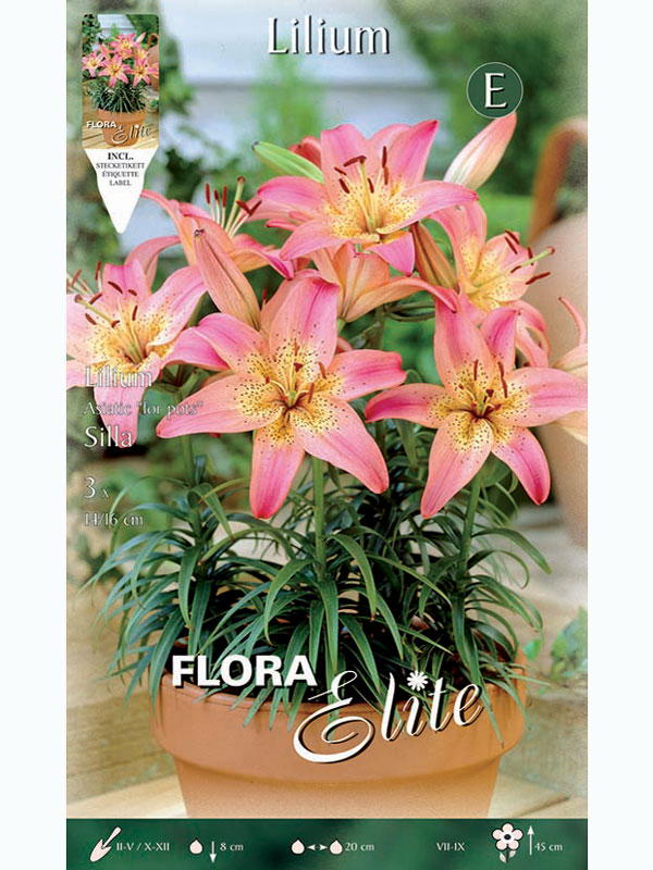 lilie-silla