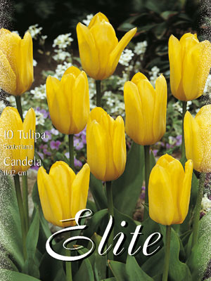tulipa_candela_fosteriana Fosteriana Tulpe 'Candela' (Art.Nr. 595710)