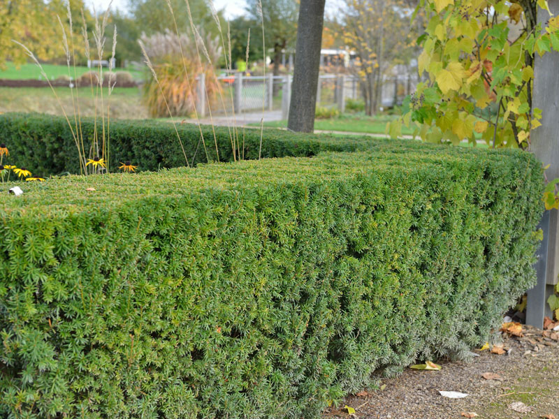 Taxus-x-media-Hicksii-Hecke Heckenschnitt Becher-Eibe