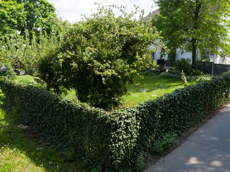 Efeu-Hecke 'Woerneri'