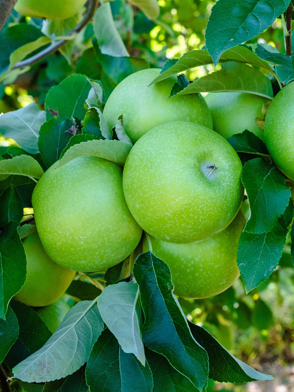 Mehrere Aepfel der Sorte Granny Smith am Baum