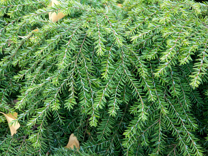 zwerg-hemlocktanne-jeddeloh Nadeln der Zwerg-Hemlocktanne