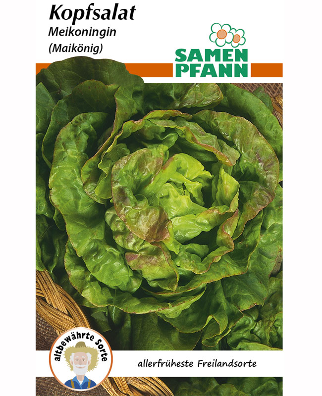 kopfsalat-maikoenig Kopfsalat 'Maikönig' (Art.Nr. G725)