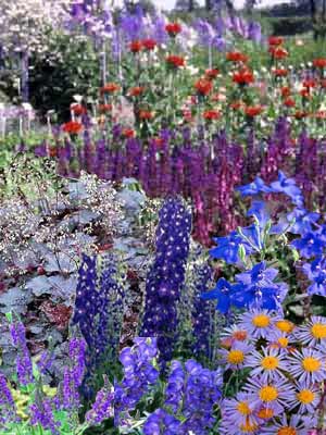 blue_line Stauden-Sortiment 'Blue Line' (13 Stück)