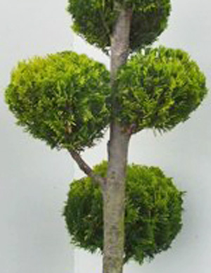 chamaecyparis_ivonne_detail