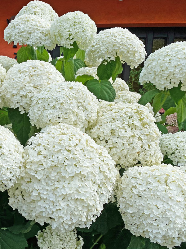 Hydrangea arborescens 'Strong Annabelle', Schneeball-Hortensie Hydrangea arborescens 'Strong Annabelle', Schneeball-Hortensie