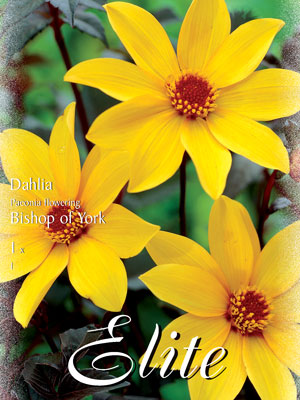 4_bishop_of_york_76069_0_76348_0 Duplex-Dahlie 'Bishop of York', Dahlia (Art.Nr. 520693)