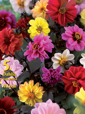 5_dahlia_dunkellaubige_misc_76086_0_76338_0 Dunkellaubige Dahlien-Mischung (Art.Nr. 522330)