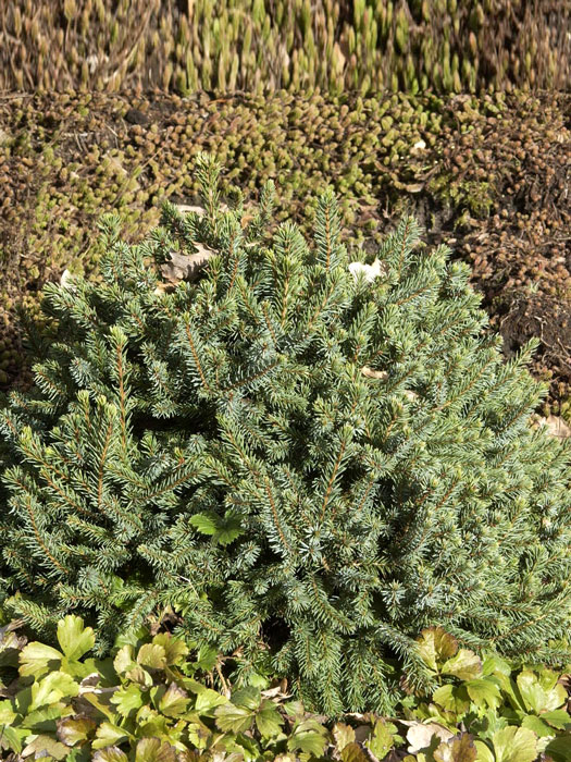 picea-echiniformis Die Blaue Igel-Fichte 'Echiniformis'