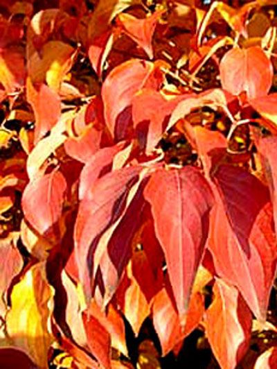 cornus_milky_way_j5_78551_3_78552_3 orange-rote Herbstfärbung
