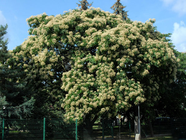 bienenbaum583c21b3c79a1 Honigesche während der Blütezeit