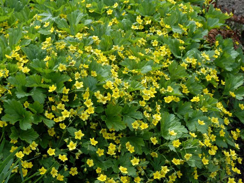 Teppichwurz aus der Vogelperspektive