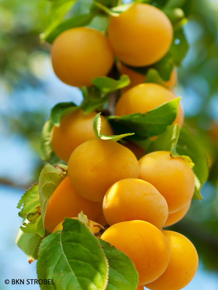 pfirsicose Pfirsich-Aprikose - Pfirsicose®
