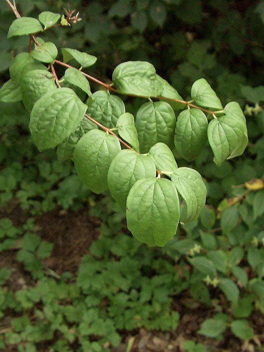 gartenjasmin-blatt Ast mit Blättern des Jasmins Virginal