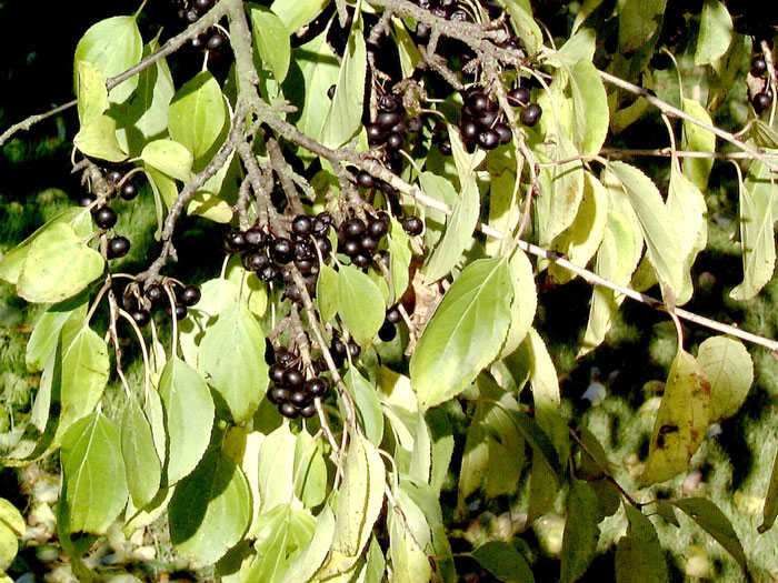 rhamnus-catharticus55599b8caf78b