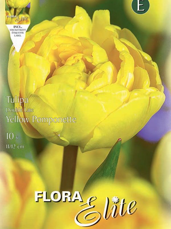 Tulpe-Yellow-Pomponette Tulpe Yellow Pomponette