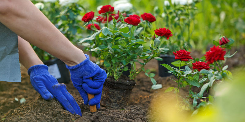 Haende die einen Boden umgraben und einen Rosenstock einpflanzen moechten
