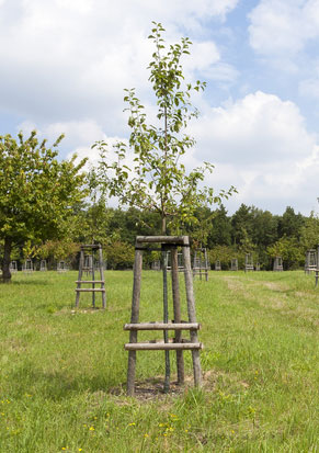 gepfahlter-obstbaum