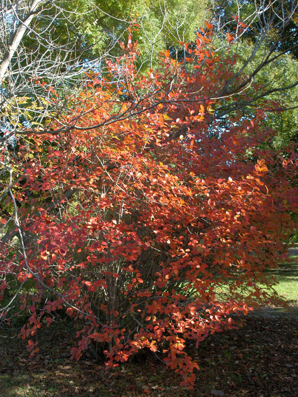 aronia-melanocarpa-herbst