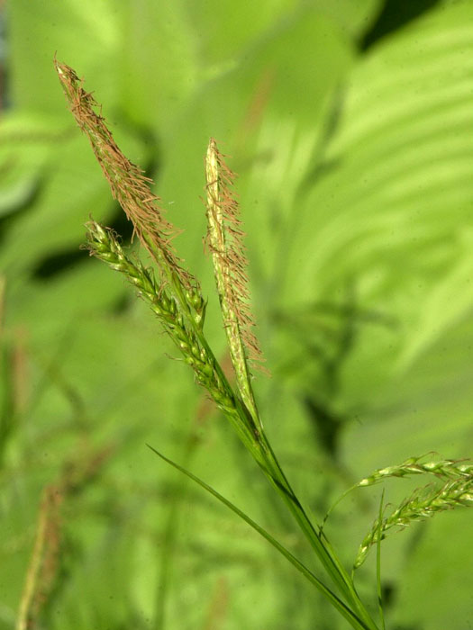 wald-segge Carex sylvatica, Wald-Segge