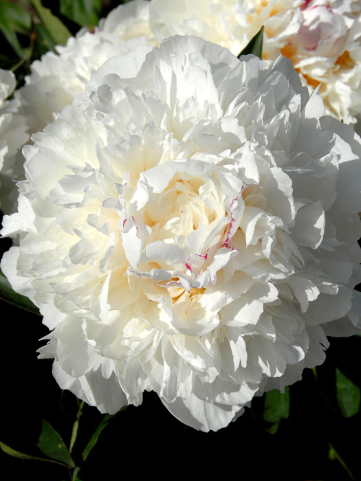 paeonia-alba-plena Paeonia officinalis 'Alba Plena', echte Bauern-Pfingstrose