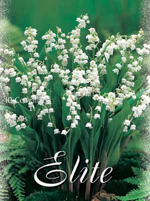 convallaria_majalis