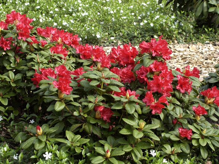 rhododendron-scarlet-wonder