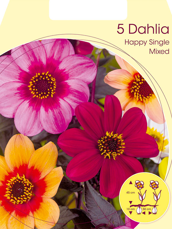dahlie-happy-single-mischun Happy Single-Dahlien-Mischung (Art.Nr. 5223060)