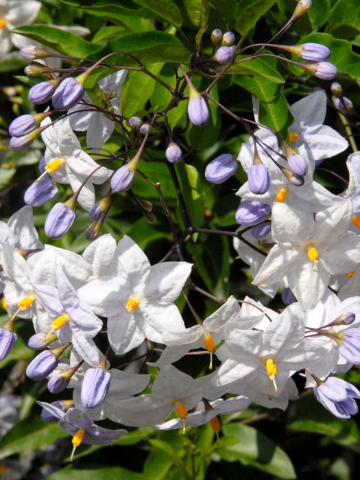Solanum jasminoides, Sommerjasmin - Stämmchen