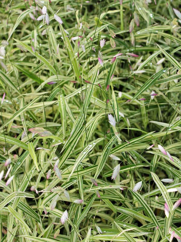 Ziergras Chasmanthium latifolium River Mist aus der Naehe