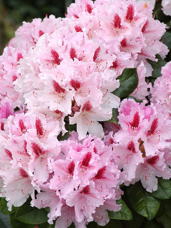 Nahaufnahme Rhododendron 'Progres'