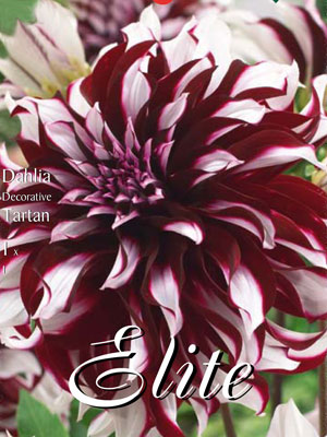 dahlien_schmuck_tartan_77498_0 Schmuck-Dahlie 'Tartan', Dahlia (Art.Nr. 520198)