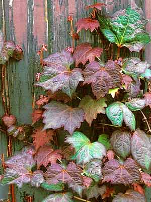 parthenocissus_veitchii_pur Wilder Wein Veitchii Purpurea