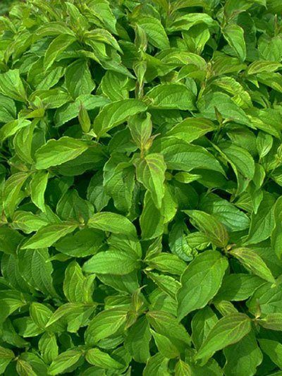 cornus_kelsey_gx2_42446_1_42446_1 Vielzahl an Blättern des Zwerg-Hartriegels