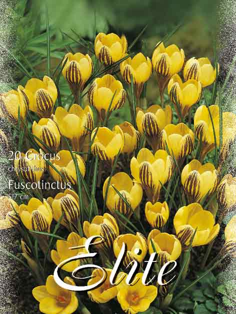 crocus_fuscotinctus Frühjahrsblühender Krokus 'Fuscotinctus' (Art.Nr. 596210)