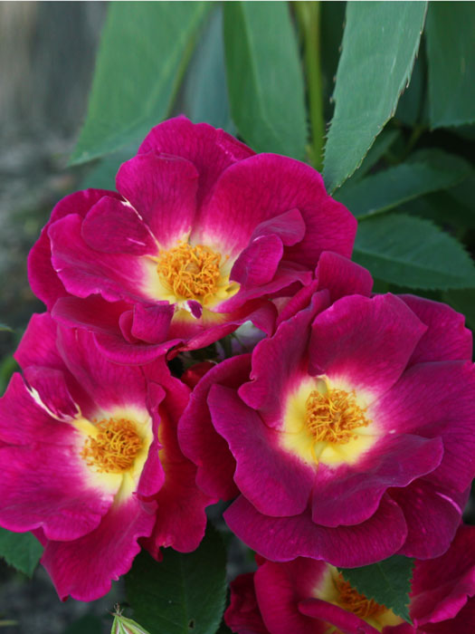 rose-weg-der-sinne-einzel Blüte der Rose Weg der Sinne
