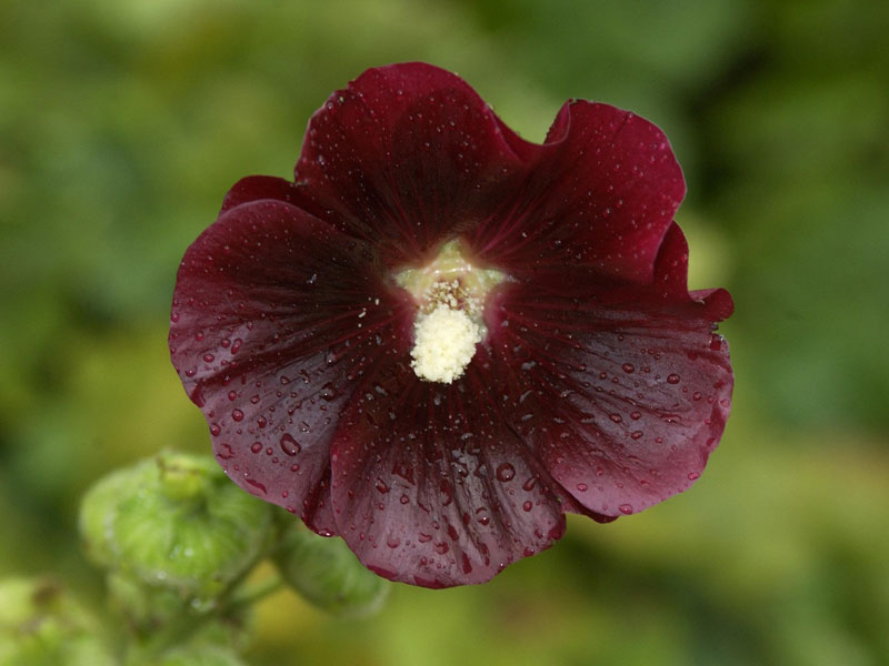 Alcea rosea 'Blacknight', Stockrose, englische Stockrose, Spotlight-Stockrose Alcea rosea 'Blacknight', Stockrose, englische Stockrose, Spotlight-Stockrose