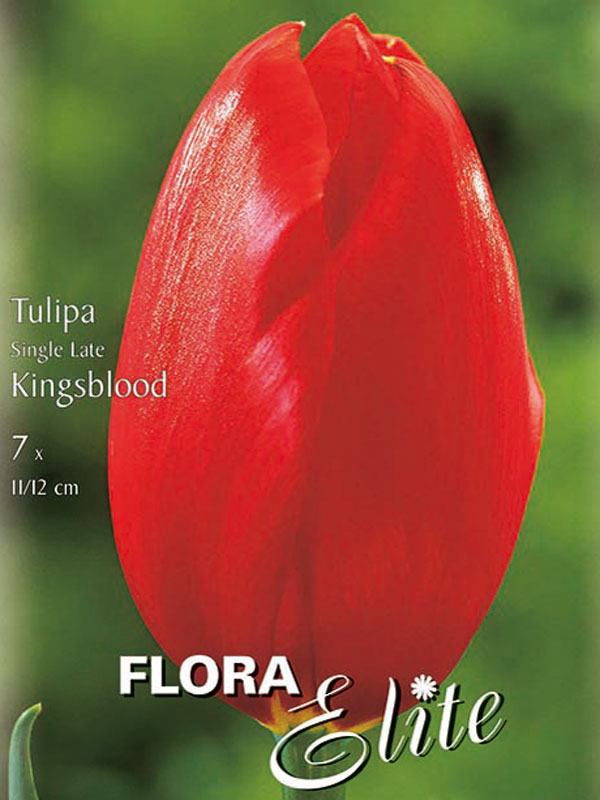 Einfache späte Tulpe Kingsblood scharlachrot