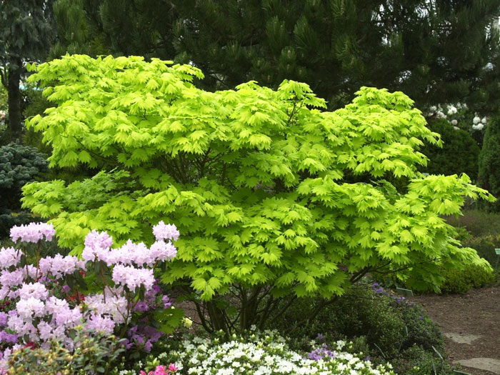 acer-aureum Japanischer Goldahorn mit kleinbleibendem Wuchs