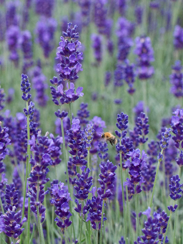 Frontalansicht eines gepflanzten Lavendel Hidcote Blue