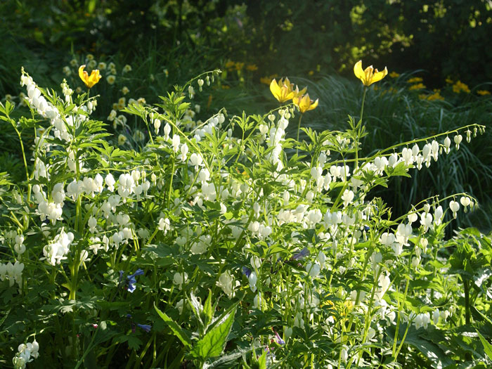 herzblume-alba-strauch